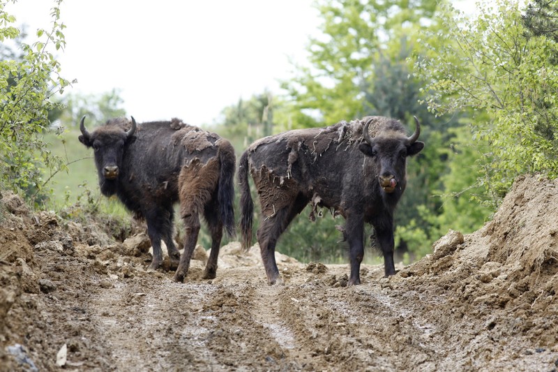 Zimbri eliberați în sălbăticie în Munții Țarcu din județul Caraș-Severin pentru a repopula zona / Foto: Hepta