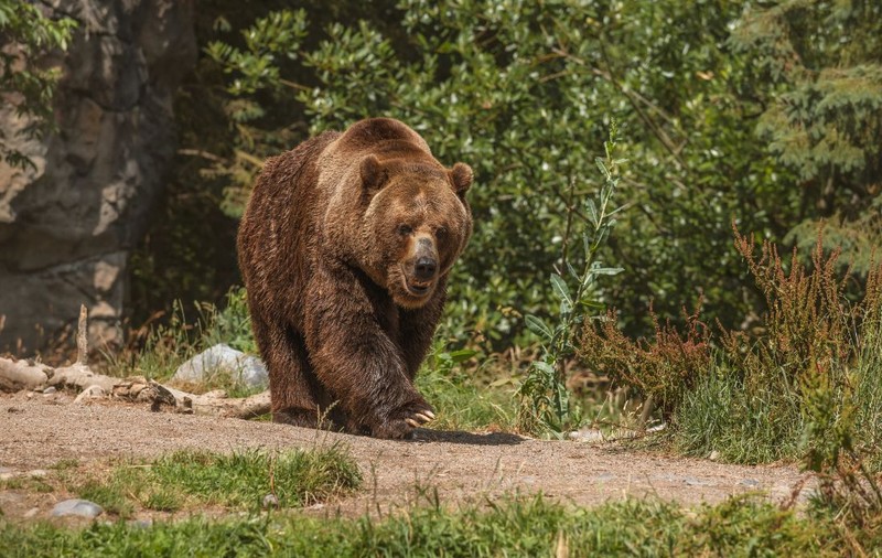 Mesaj RO-Alert în municipiul Sibiu, după ce un urs a apărut într-o zonă turistică