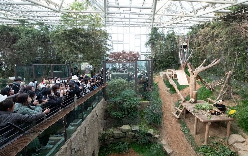 Mii de sud-coreeni au stat la coadă la grădina zoologică, pentru a-și lua la revedere de la un urs panda care va fi trimis în China