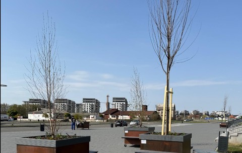 „Pădurea urbană mobilă” din Oradea: copaci pe roți de 2.600 de euro bucata