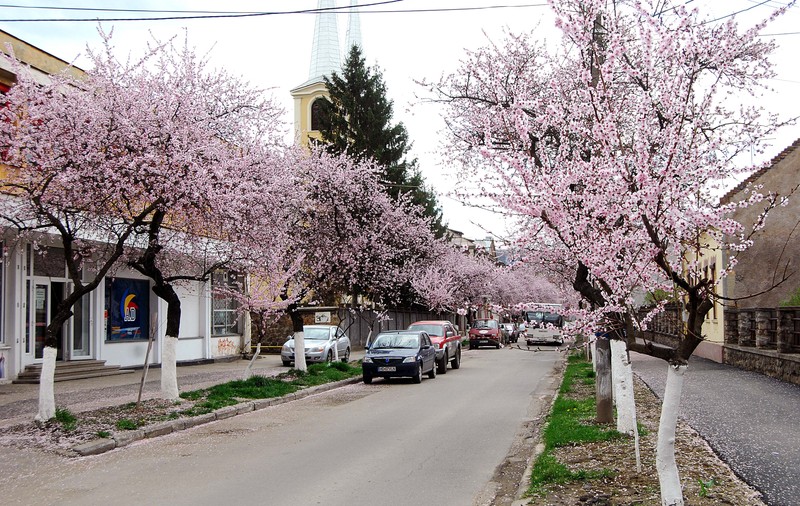 Este aceasta una dintre cele mai frumoase străzi din România? Imagini desprinse parcă din povești! GALERIE FOTO