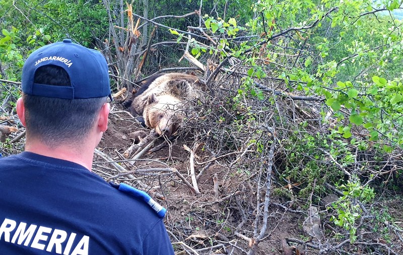 VIDEO | Ursoaică având doi pui, prinsă într-o capcană, salvată de autorități