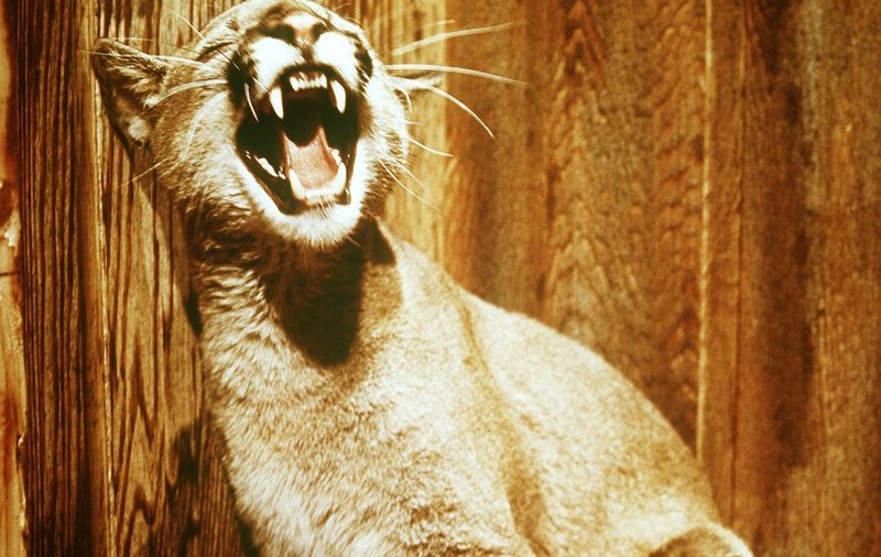 Fată de trei ani, atacată de o puma