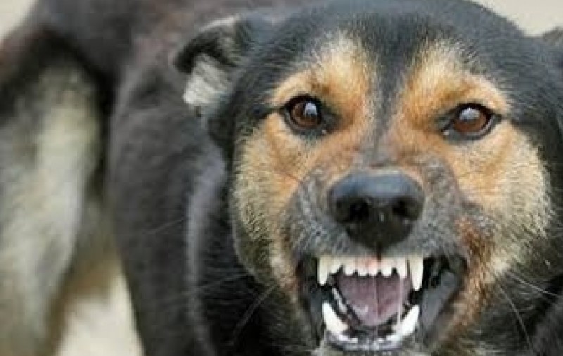 MĂSURĂ RADICALĂ! Lista ONG-urilor şi a PERSOANELOR fizice care NU MAI AU VOIE SĂ ADOPTE MAIDANEZI
