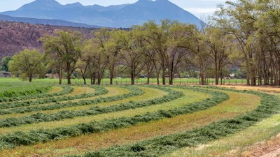 romani-teren-arabil-primesc-10000-euro-hectar-transformare-paduri-subventii-12-ani
