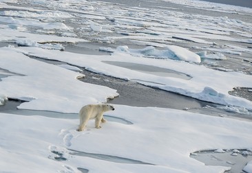 Ursul polar