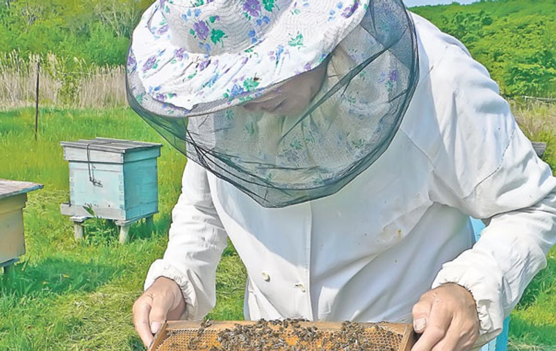 Dispar albinele, murim de foame! Lipsa acestor insecte ne poate lăsa fără mâncare