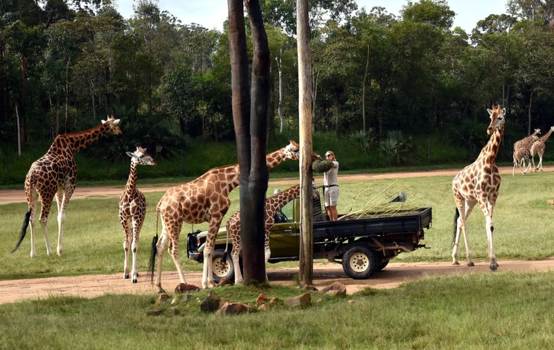 Dansul “de carantină” al unui îngrijtor de la Zoo Melbourne a devenit viral. Tânărul a fost filmat în țarcul girafei