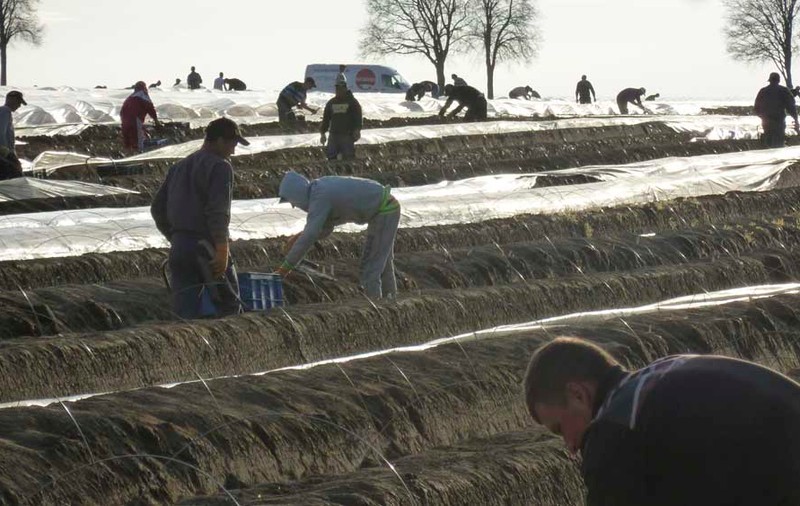 Zeci de suceveni au ieșit din zona carantinată pe drumuri agricole pentru a pleca la muncă în străinătate, în stare de urgență