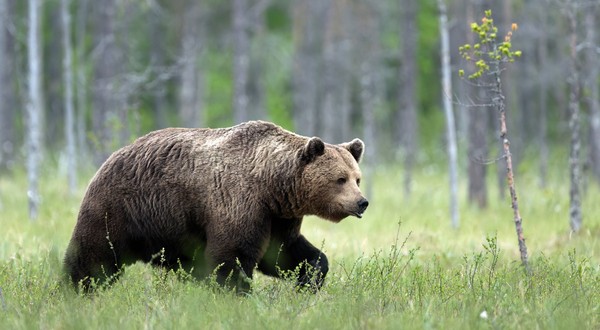 Un urs a fost văzut de două ori sâmbătă, 19 septembrie 2026, în orașul Pucioasa, județul Dâmbovița, situat la aproximativ 100 de kilometri de București. Sursă foto Shutterstock