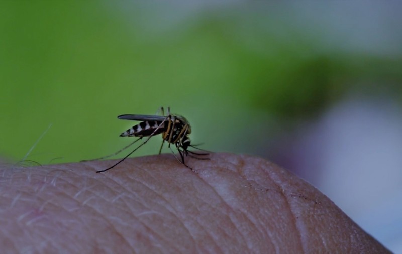 Alte două cazuri de infectare cu virusul West Nile, confirmate în România. Unul dintre ele, în Capitală