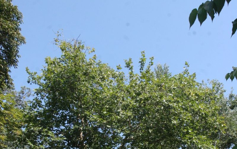 Ravagii în Parcul Izvor, după concertul Madonnei