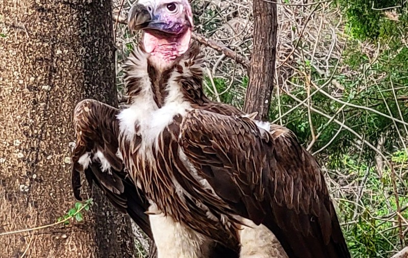 De ce a murit vulturul Pin? Grădina Zoologică din Dallas oferă 10.000 de dolari pentru orice informații utile