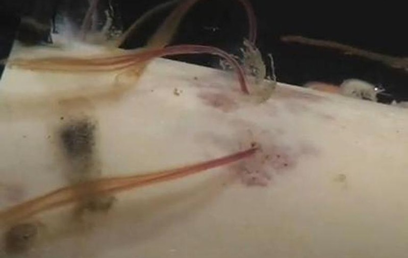 MONSTRUL DIN ADÂNCURI îi şochează pe biologi. Ce poate face creatura cu arma sa letală e ULUITOR | VIDEO