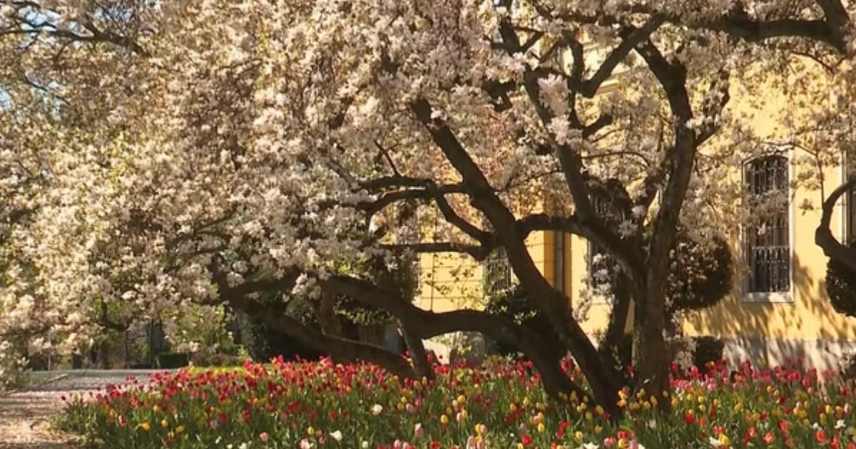 Magnolii și lalele roșii și galbene