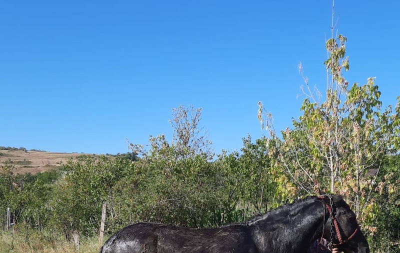 Cal salvat în Iași, după ce a căzut într-o fântână. Animalul a fost scos după două ore de pompieri