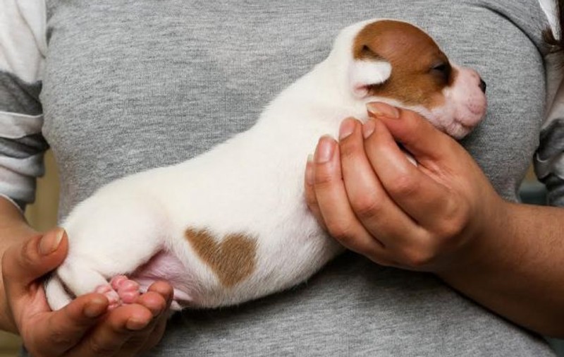 Iubire... de câine! Un cățel s-a născut cu o inimă pe blană înainte de Valentine's Day