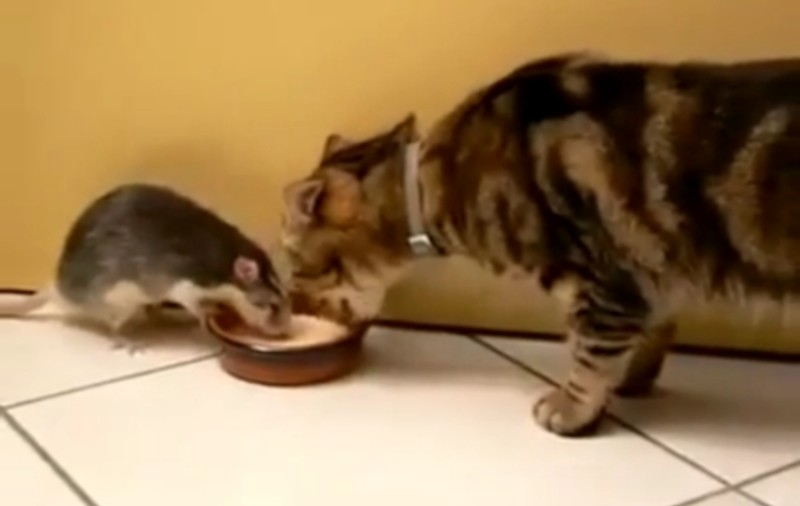 Tom şi Jerry există! Iată cum se bat pe un castron cu lapte | VIDEO