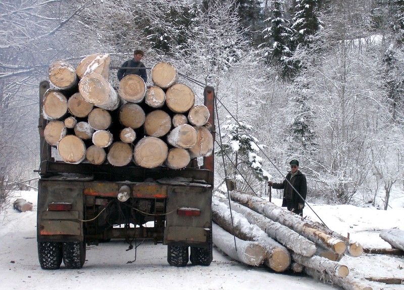 Un brigadier silvic supraveghează încărcarea unui camion cu bușteni | Foto: Hepta