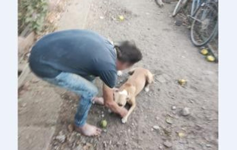 Câine mușcat de stăpân, la Cezieni, în Olt. Bărbatul este cercetat penal pentru „rănirea cu intenție a animalelor”