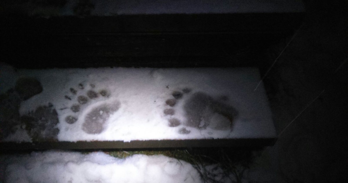 Un urs a întrat în cabana Postăvarul din Poiana Brașov