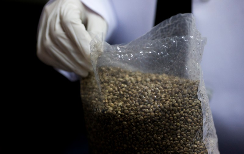 Opt polițiști din Argentina, concediați după ce au spus că șoarecii au mâncat jumătate de tonă de marijuana