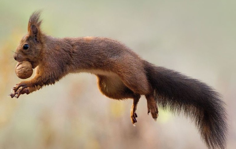 I LIKE IT! "Am luat-o, am luat-o, a mea e!" Veveriţa victorioasă, imaginea care te face să iei un pumn de nuci din cămară şi să dai fuga în parc | FOTO