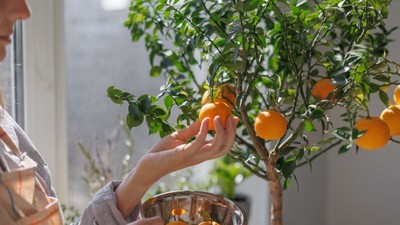 plante-exotice-romania