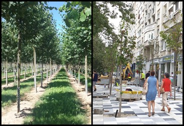 Stânga, Arbori de calitate superioară, perfecți pentru plantat urban (Foto: Diana Culescu). Dreapta, arborii proaspăt plantați pe Bd. Decebal