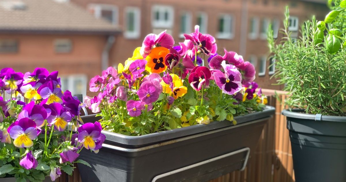 Flori de primavara in ghiveci, pe balcon