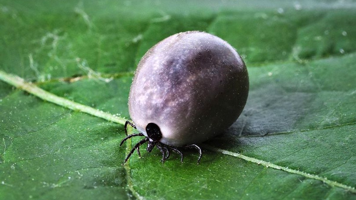 Primul caz de boală Lyme în Timiș, din cauza unei căpușe. 141 de oameni din județ au mers la spital mușcați de căpușe, într-o singură lună