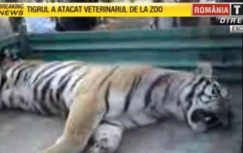 Moartea tigrului din Sibiu, anchetată. Asociaţiile de protecţie a animalelor condamnă uciderea lui!