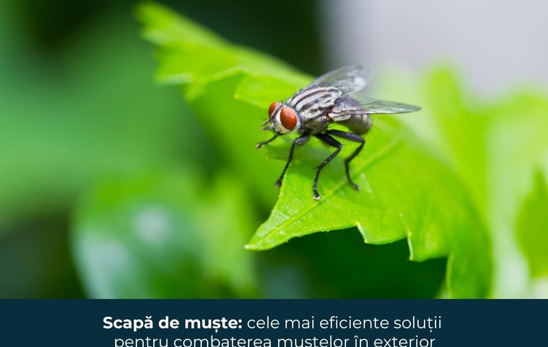 Scapă de muște: cele mai eficiente soluții pentru combaterea muștelor în exterior