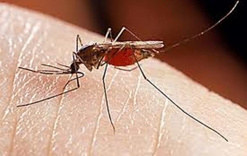 Febra dengue „va lua amploare” în sudul Europei în cursul acestui deceniu, atrage atenția OMS