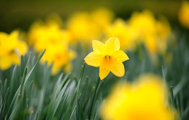 Cum va fi vremea în perioada 12 mai - 8 iunie 2025. Prognoza meteo pentru următoarele patru săptămâni
