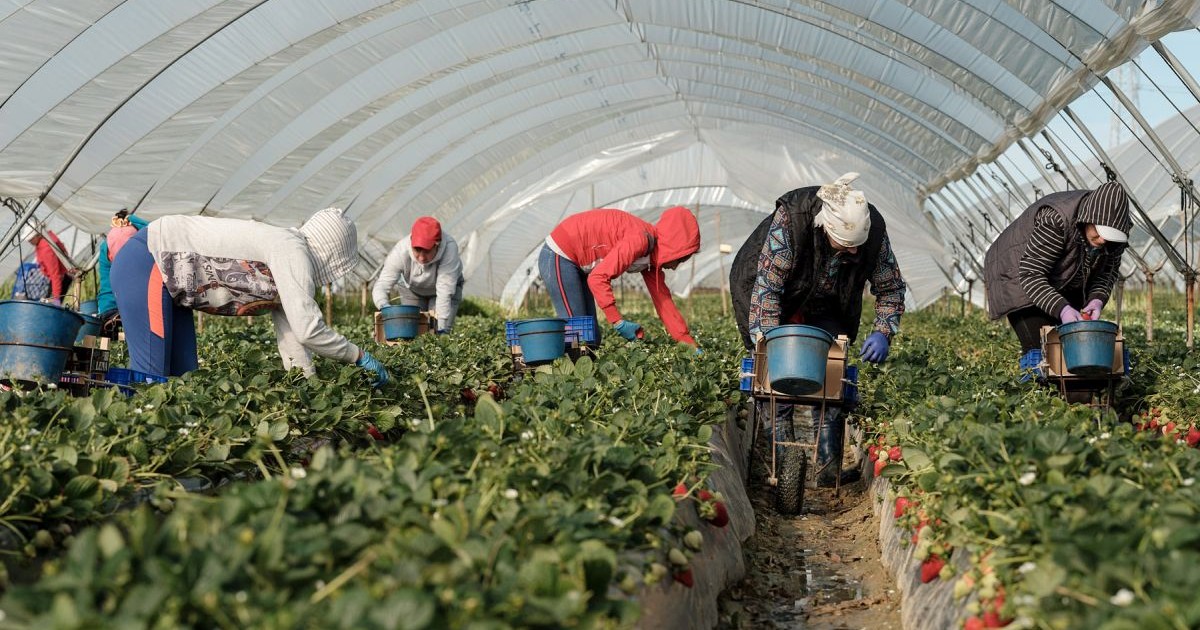 Muncitoare românce la lucru, Palos de la Frontera