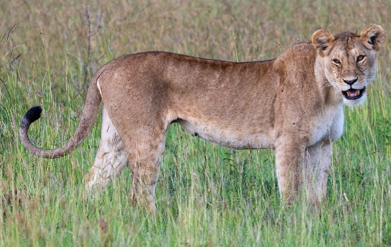 De ce au animalele de pradă pupilele diferite de cele ale victimelor pe care le hăituiesc