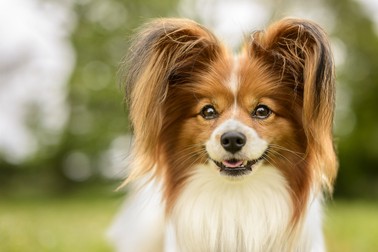 Cum arată câinii Papillon