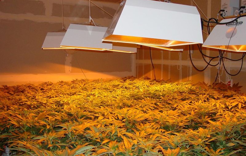 Şi-a transformat barul într-o plantaţie de cannabis
