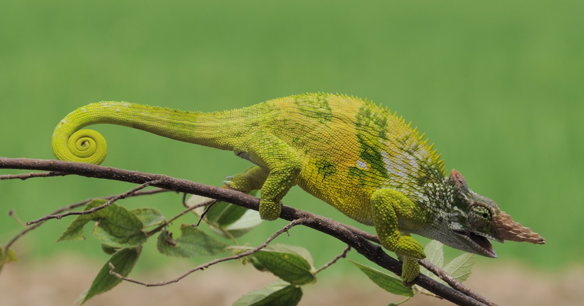 Cameleonul