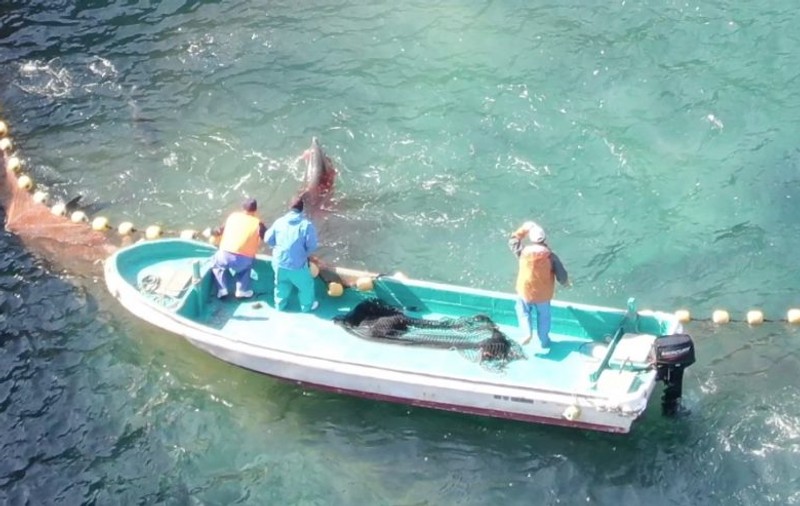 VIDEO | Imagini horror de la o vânătoare de delfini pe țărmul Japoniei. Apa s-a făcut roșie!