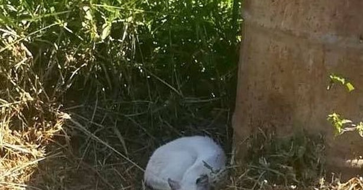 O femeie și-a auzit pisica țipând. Când a văzut ce i se întâmplă, a înlemnit