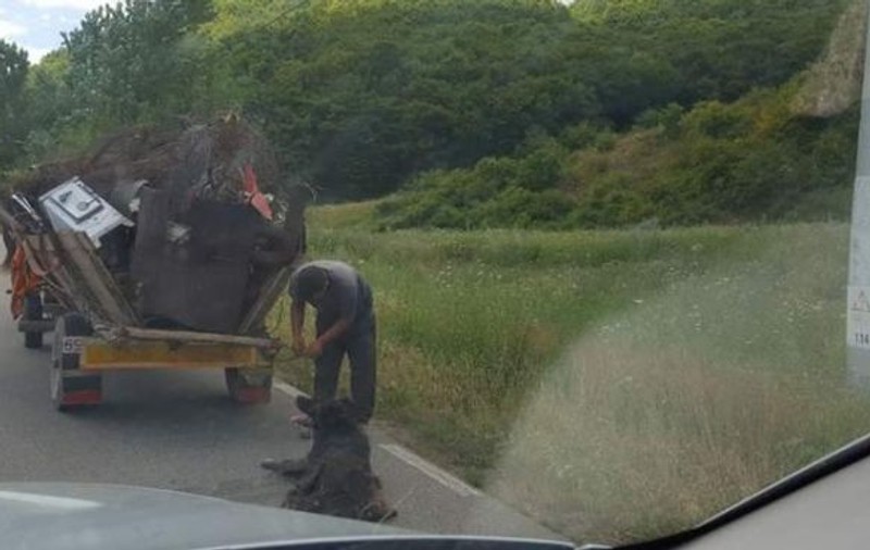 Un bărbat din Sălaj a târât un câine legat de căruță. Animalul a murit