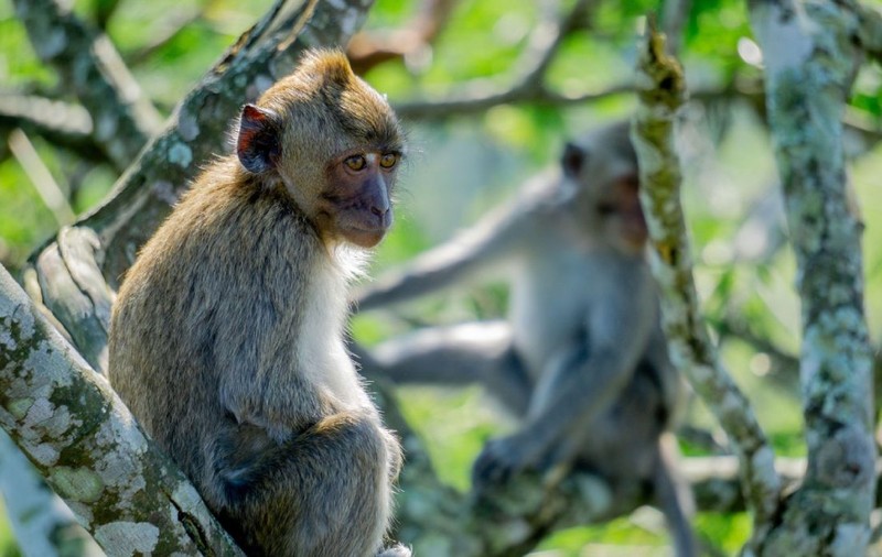 O fetiță de 3 ani a fost mușcată de o maimuță la Grădina Zoologică din Suceava, după ce a încercat să o hrănească prin gard