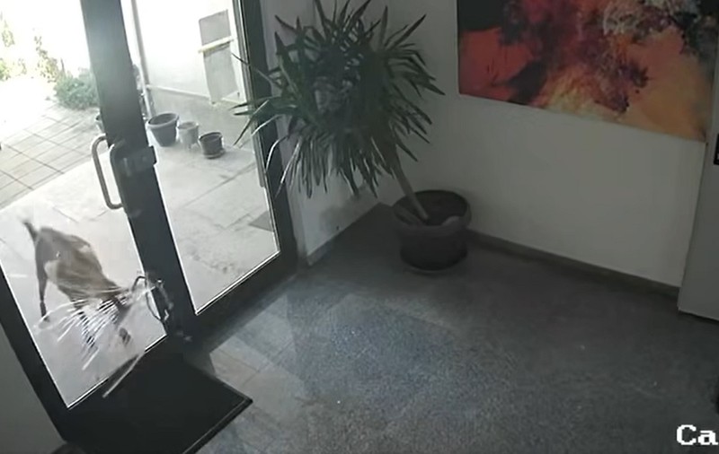 Caprele au dat năvală într-un complex de lux din Pipera: „Da’ ce vreți, dom’le, să le amendăm?” | VIDEO