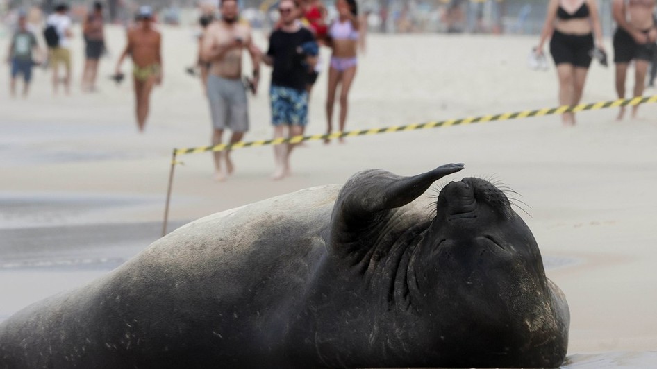 O focă gigantică a făcut senzație pe o plajă din Copacabana