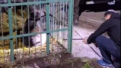 Ce s-a întâmplat cu ursul care a speriat Câmpina după ce a fost prins de polițiști