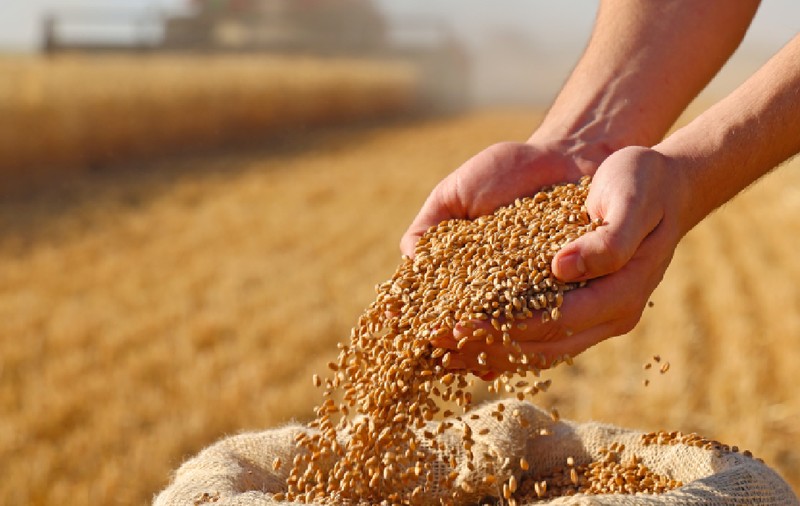Alimentele s-ar putea scumpi, după ce valul de căldură din Europa a distrus culturi de două miliarde de euro