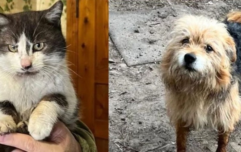 O pisică și un câine au zburat 10 km cu o dronă din mijlocul câmpului de luptă, în Ucraina: „Le-au pus în pungi speciale și i-au evacuat”