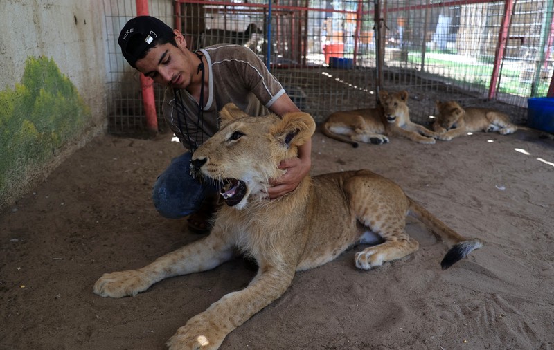 Situație dramatică la grădina zoo din Rafah, unde și oamenii, și animalele suferă de foame. „Îi hrănim cu pâine uscată înmuiată în apă ca să-i ținem în viață” | VIDEO